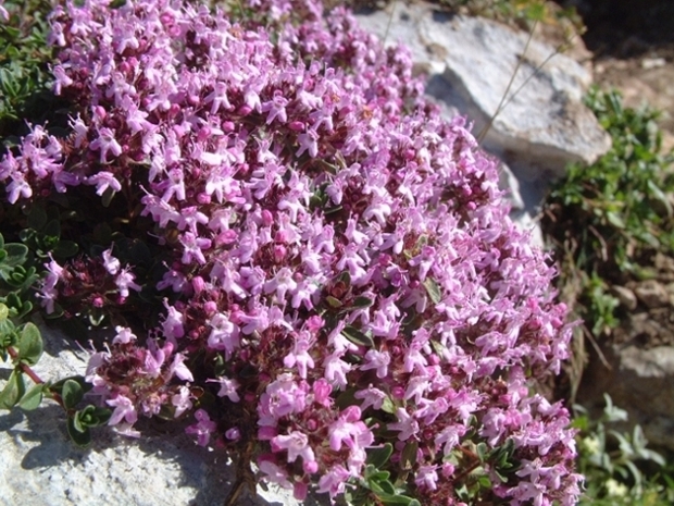 cascata di fiori viola - Thymus sp